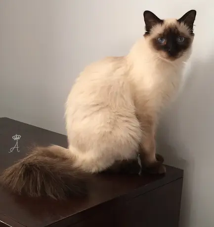 Балинезийская кошка