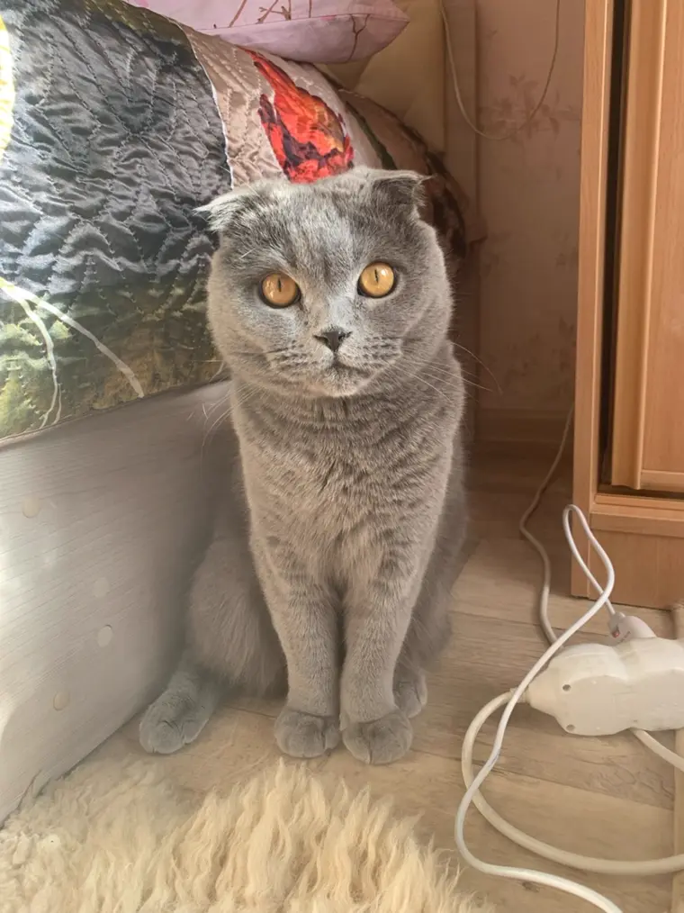 Шотландская кошка
