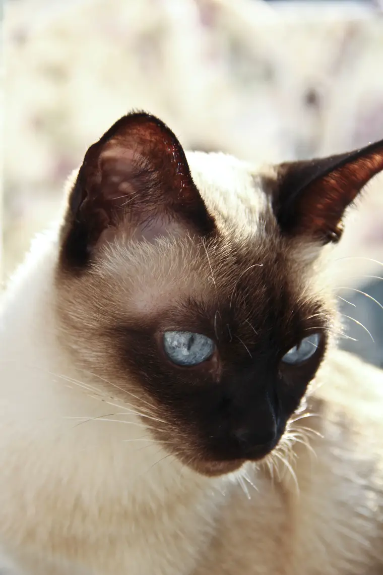 Тайская кошка